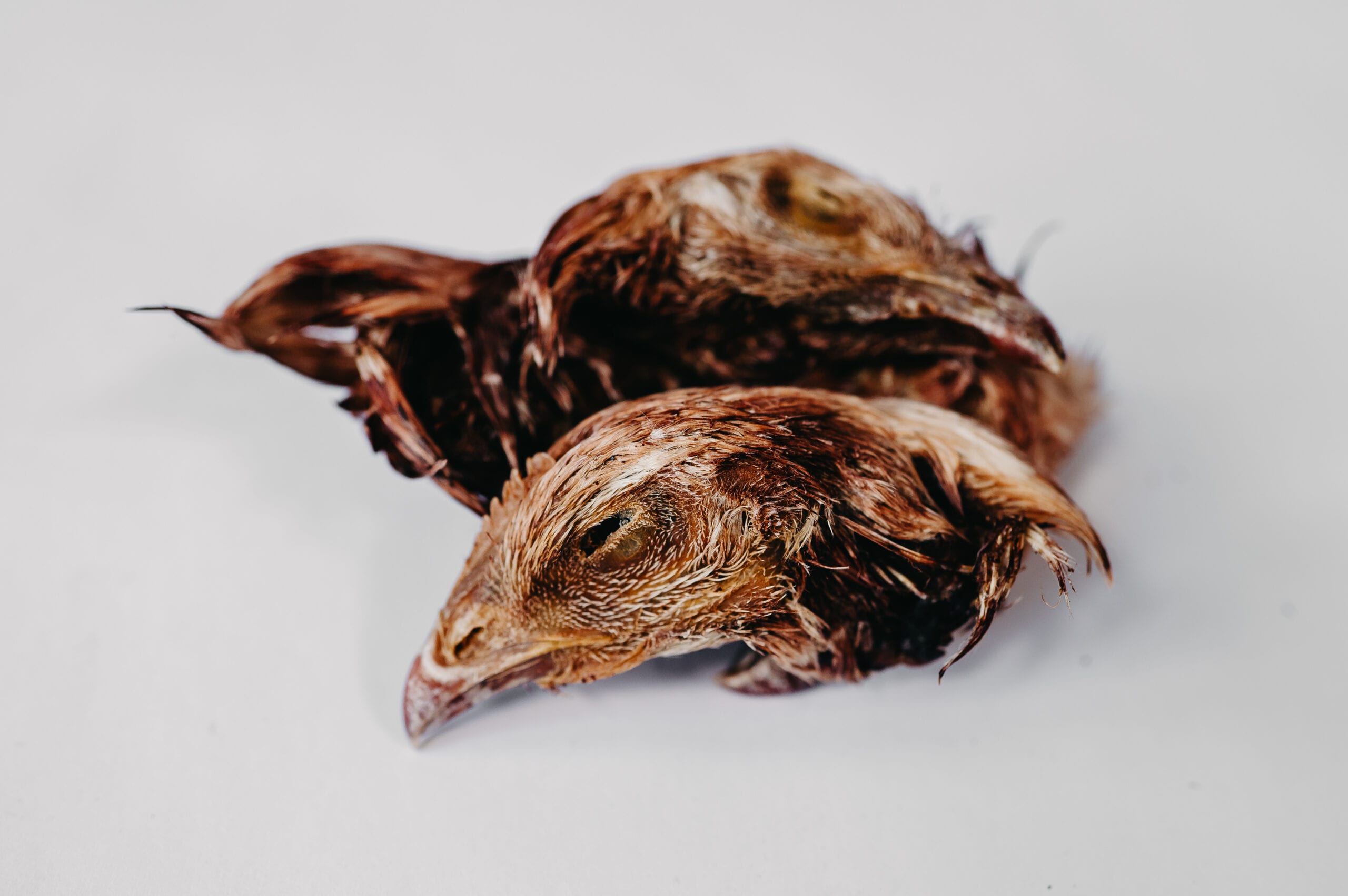 Biscuit Authority Llc.