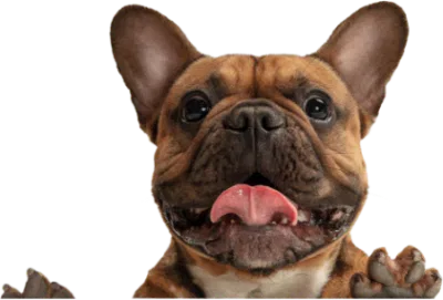 pug