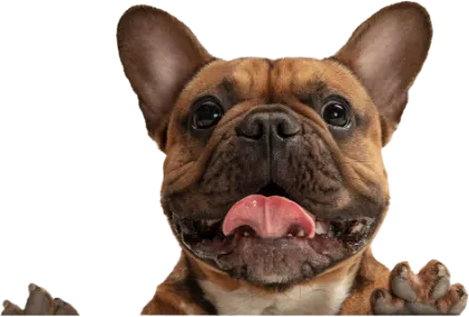Image 12 pug