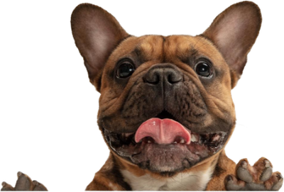 pug